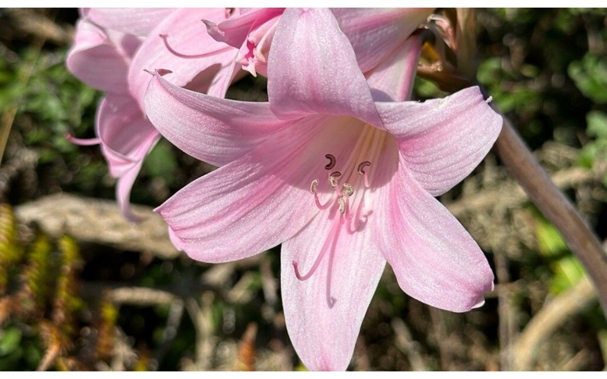 Amaryllis belladonna L