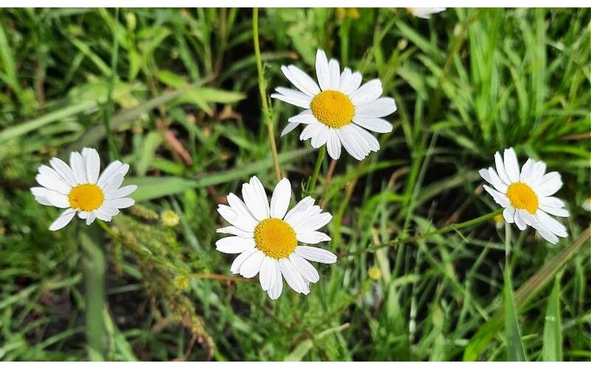 Anthemis arvensis L