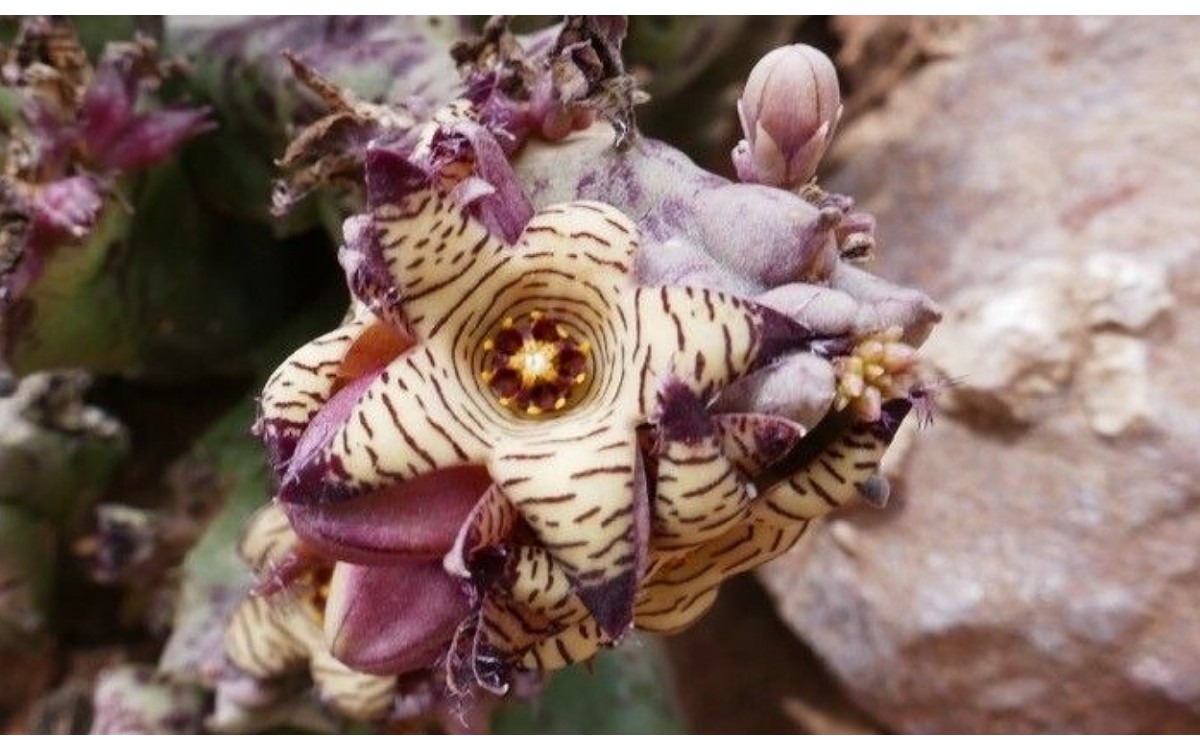 Apteranthes europaea (Guss.) Murb.
