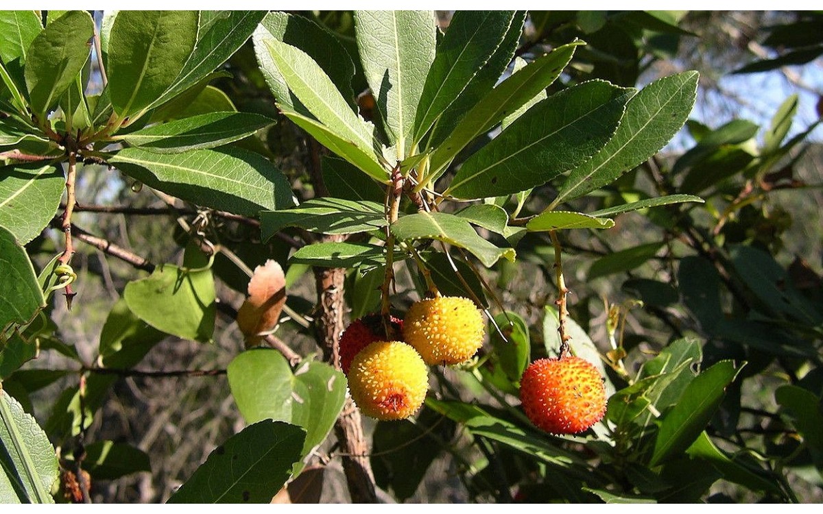 Arbutus unedo L o Madroño