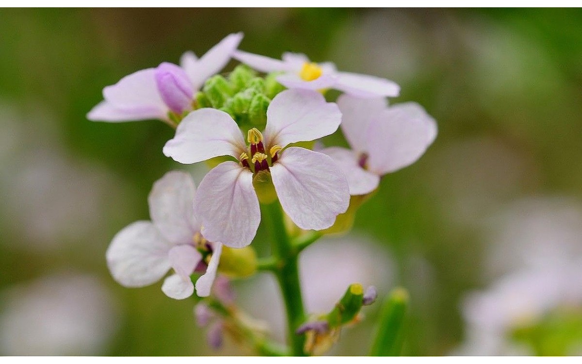 Cakile maritima