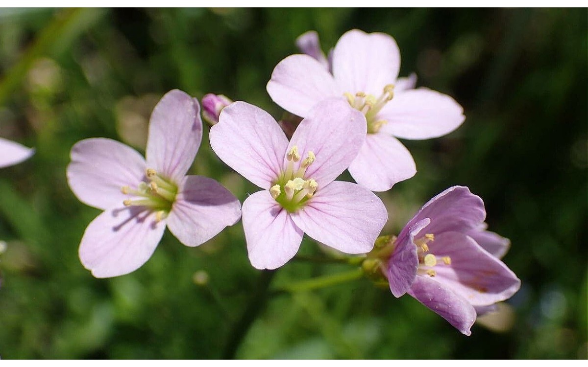 Cardamine pratensis L