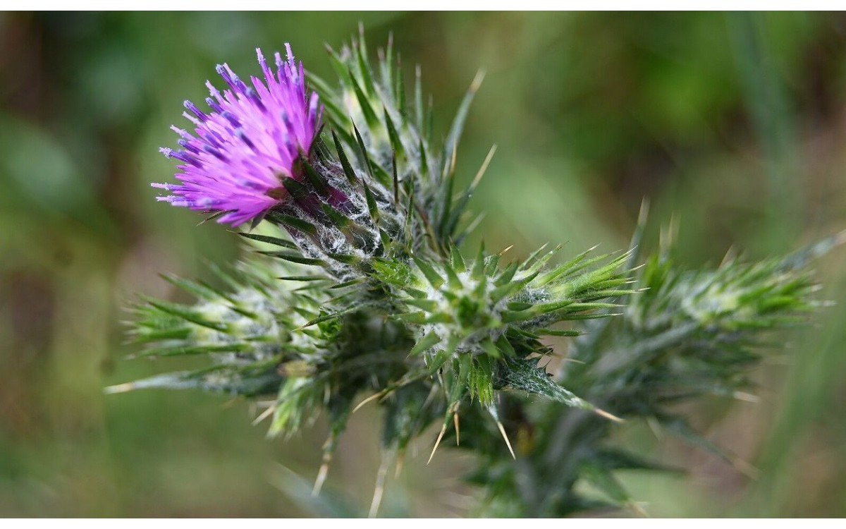 Carduus pycnocephalus L o Cardo borriquero