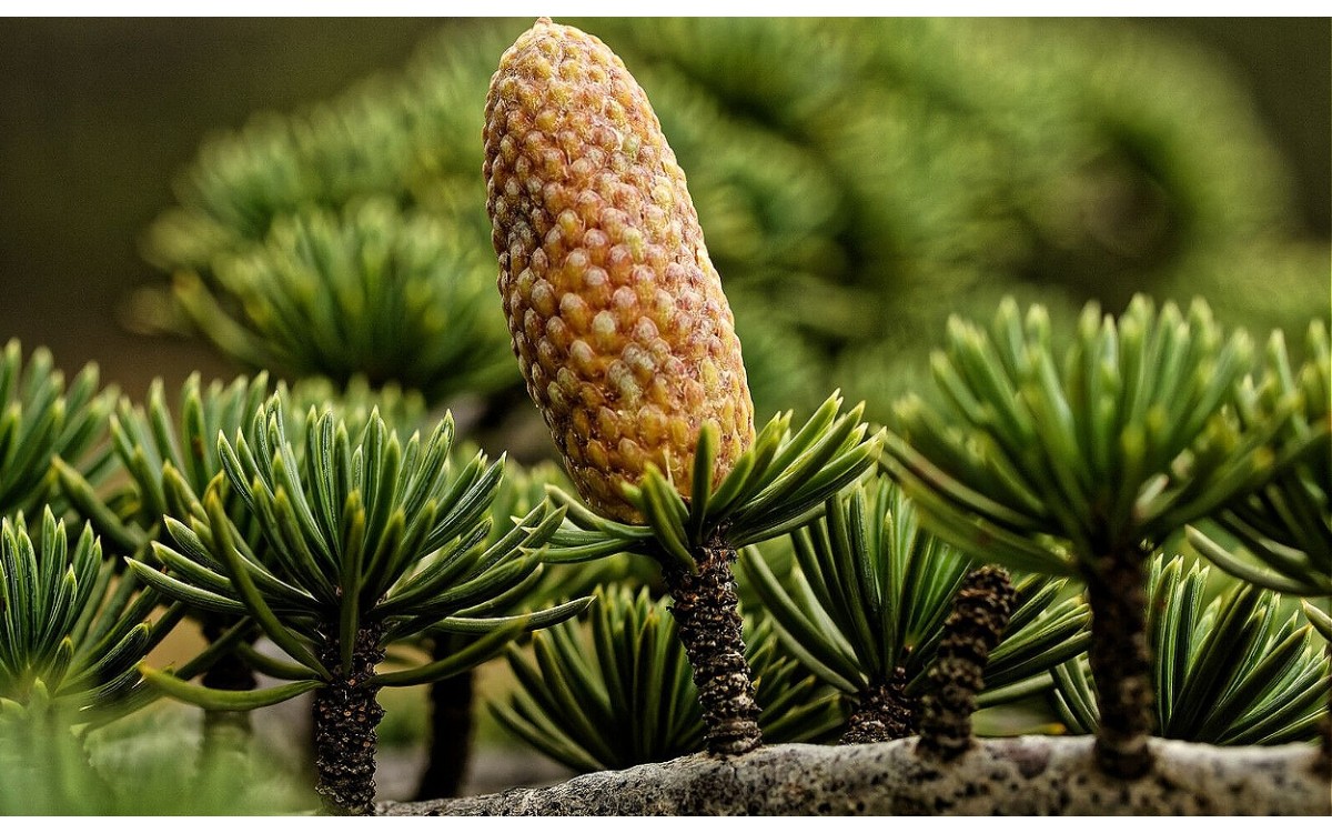 Cedrus atlantica (Endl.) Manetti ex Carrière conocido como Cedro del Atlas