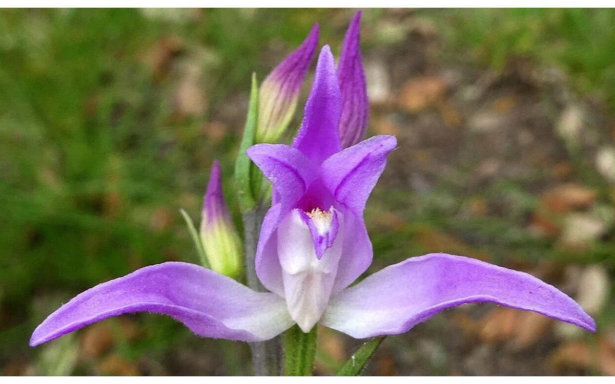 Cephalanthera rubra o orquídea roja de los bosques