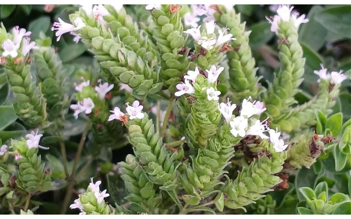 Origanum majorana L. conocida como Mejorana