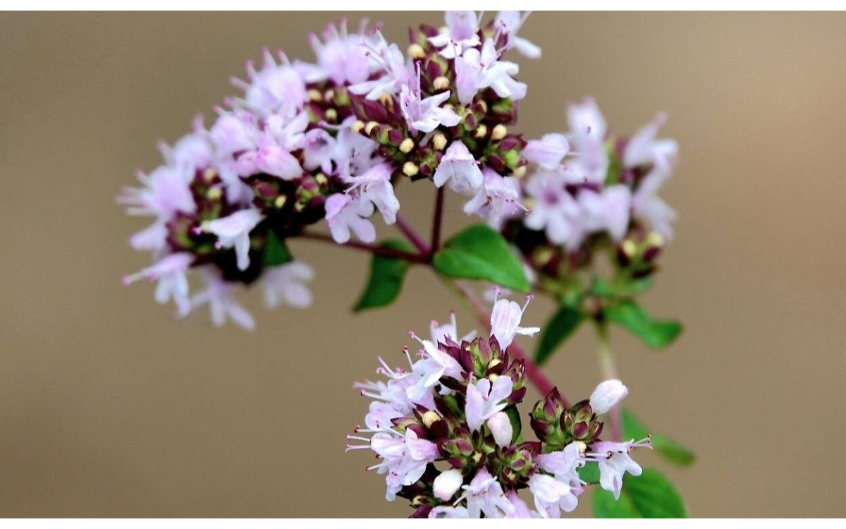Origanum vulgare L. conocido como Orégano común