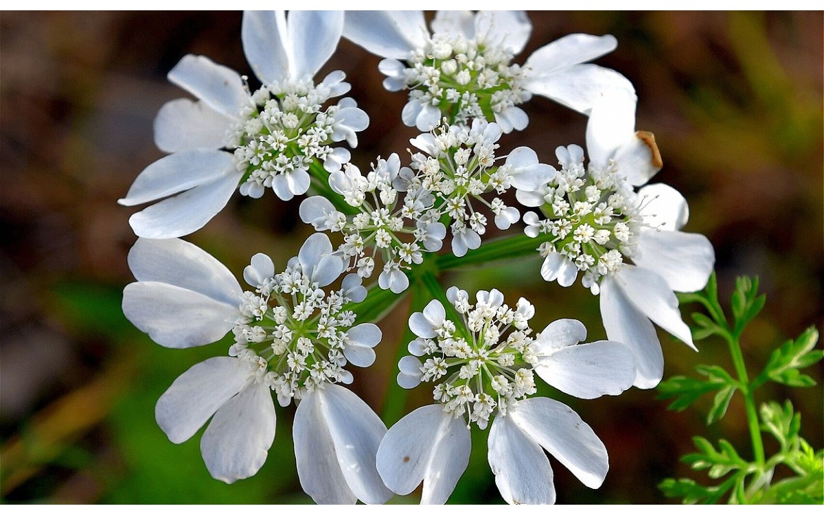 Orlaya grandiflora (L.) Hoffm. conocida como Cachorros