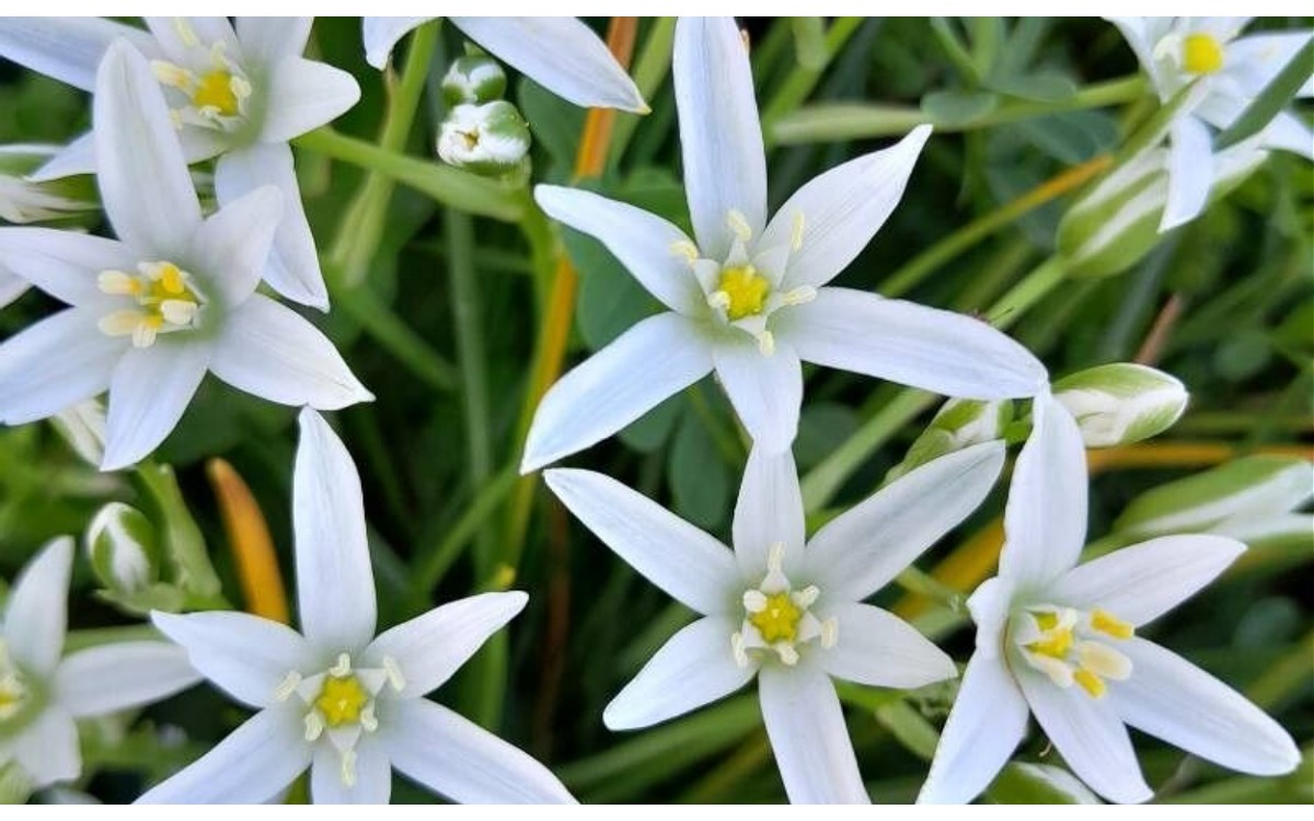 Ornithogalum divergens Boreau conocida como Estrella de monja