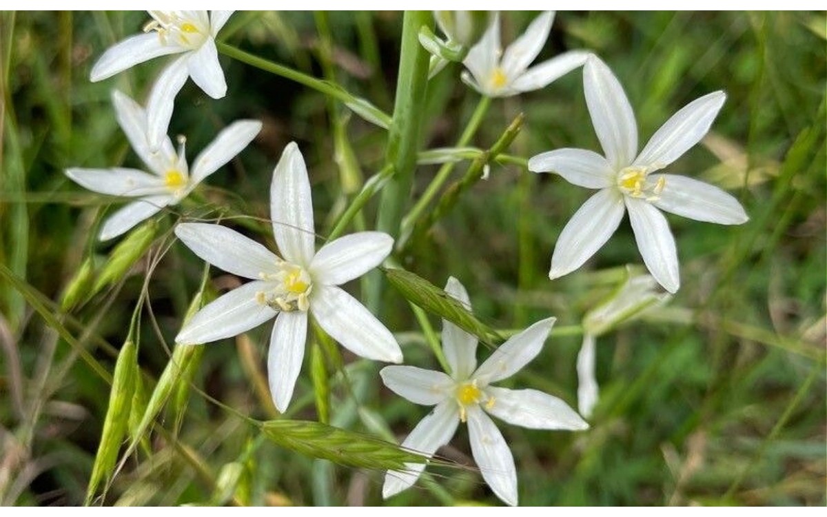 Ornithogalum narbonense L. conocida como Varita de San José