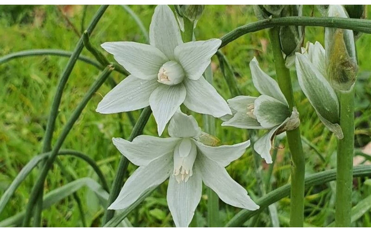 Ornithogalum nutans L. Matacandiles