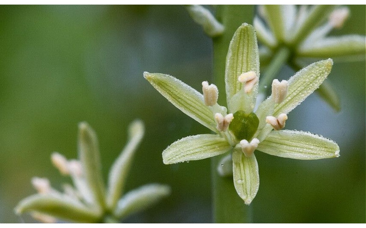 Ornithogalum pyrenaicum L. conocida como Leche de Gallina