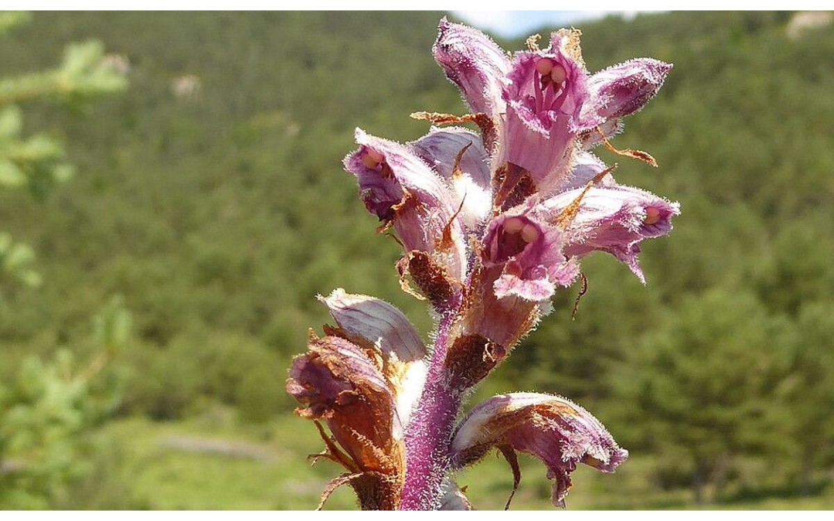 Orobanche gracilis Sm. conocido como Gallos