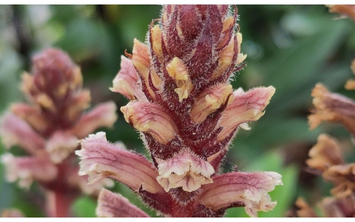Orobanche hederae Duby conocido como Espárrago de Lobo
