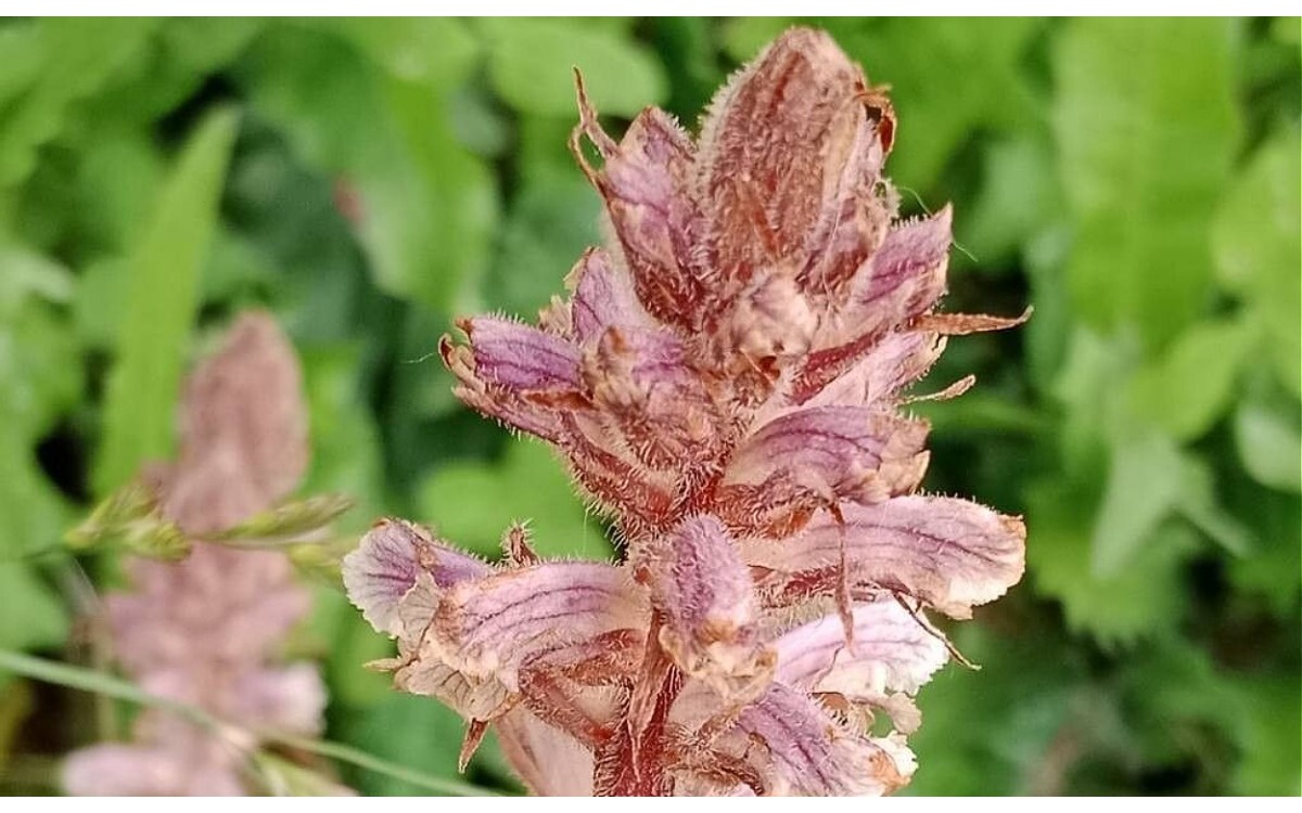 Orobanche minor Sm. conocido como Rabo de Lobo