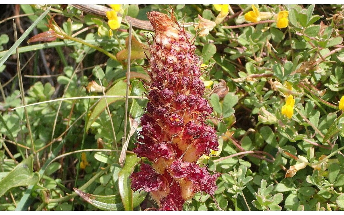 Orobanche sanguinea C.Presl conocida como Sierra de Zuheros