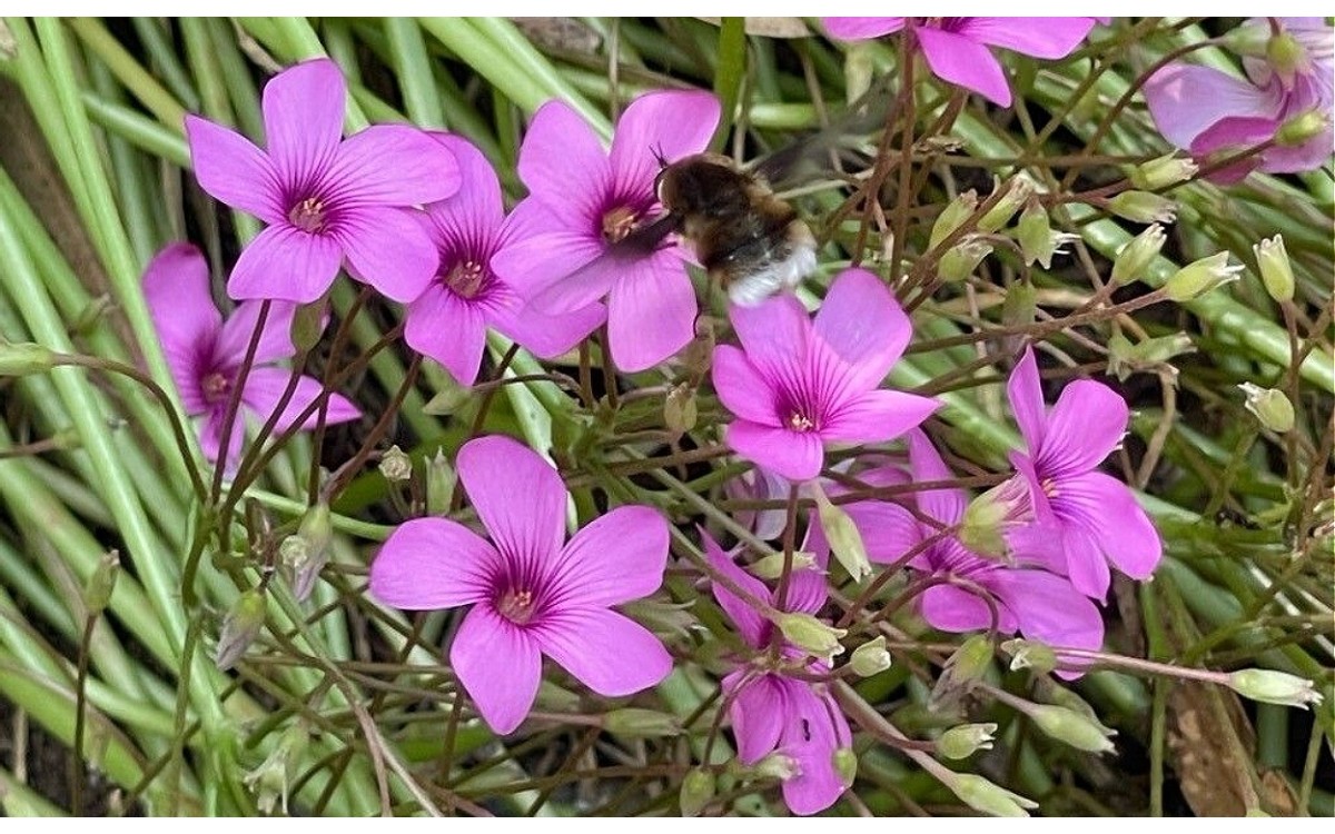 Oxalis articulata Savigny conocido como Vinagrillo rosado