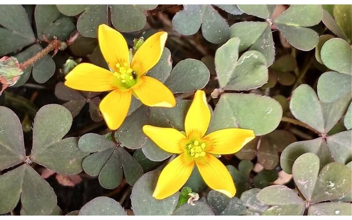 Oxalis corniculata L. conocida como Lujula