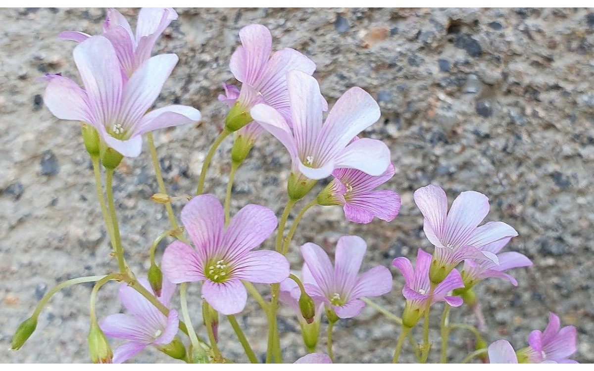 Oxalis debilis Kunth conocida como Vinagrillo