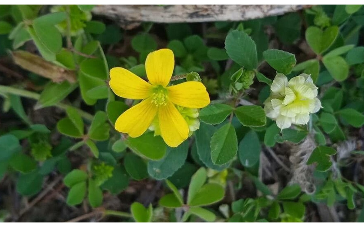 Oxalis dillenii Jacq. conocida como Acedera amarilla
