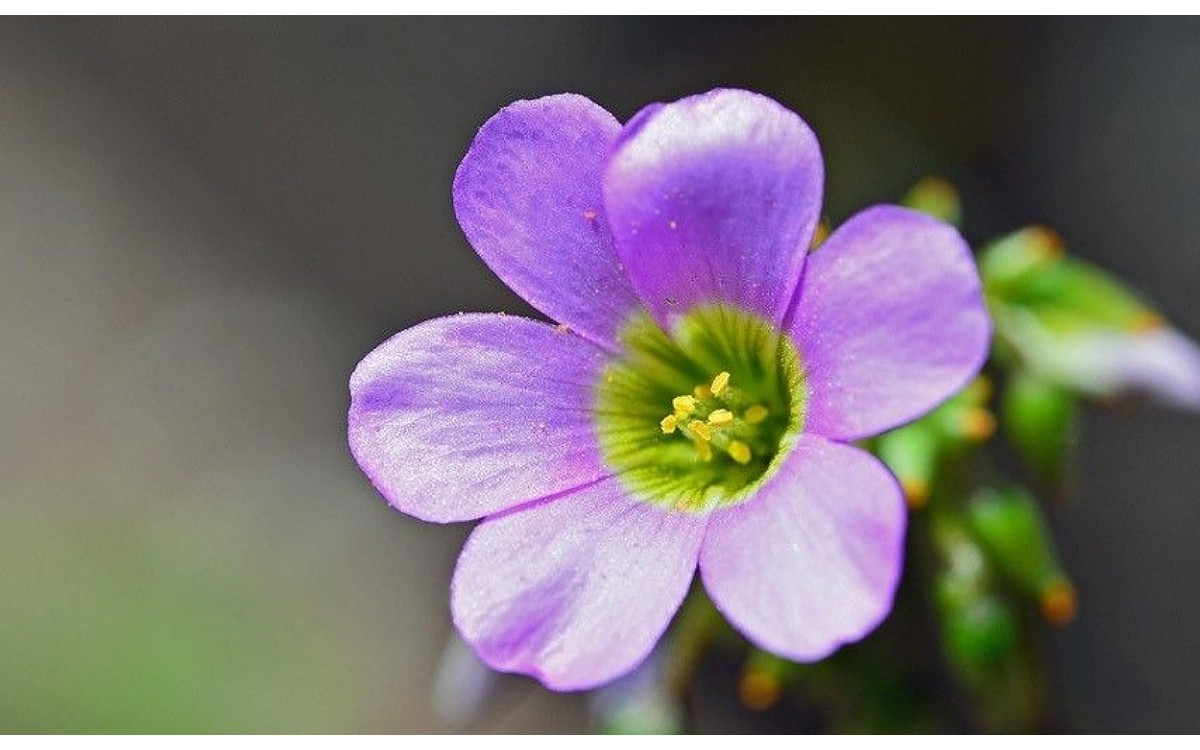 Oxalis latifolia Kunth conocida como Acederilla