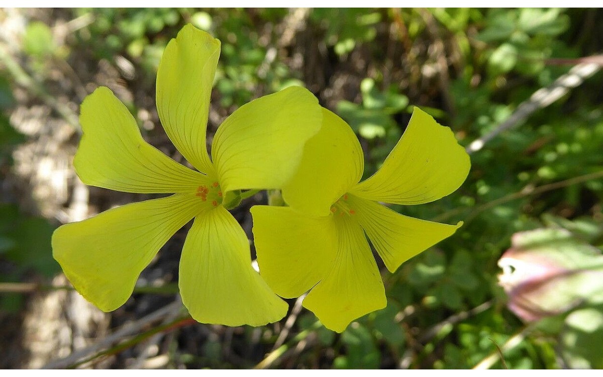 Oxalis pes-caprae L. conocida como vinagreta