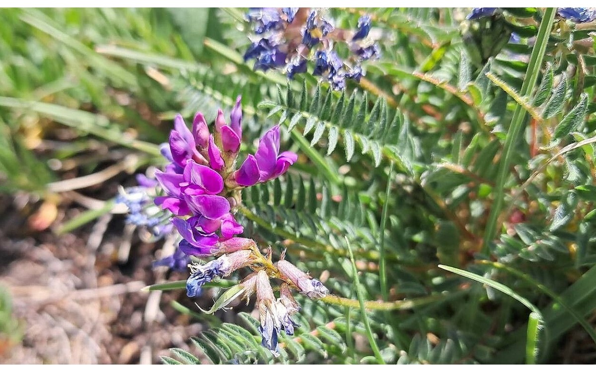 Oxytropis montana (L.) DC.