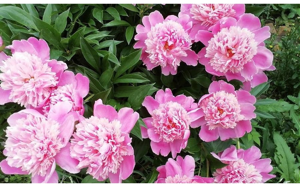 Paeonia officinalis L.