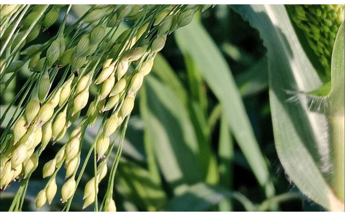 Panicum miliaceum L. conocida como Mijo común