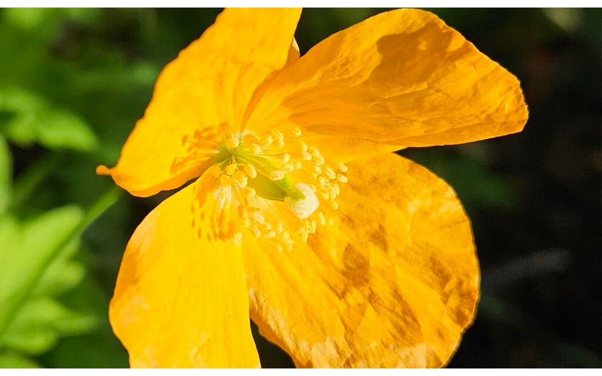 Papaver cambricum L. conocida como Amapola amarilla