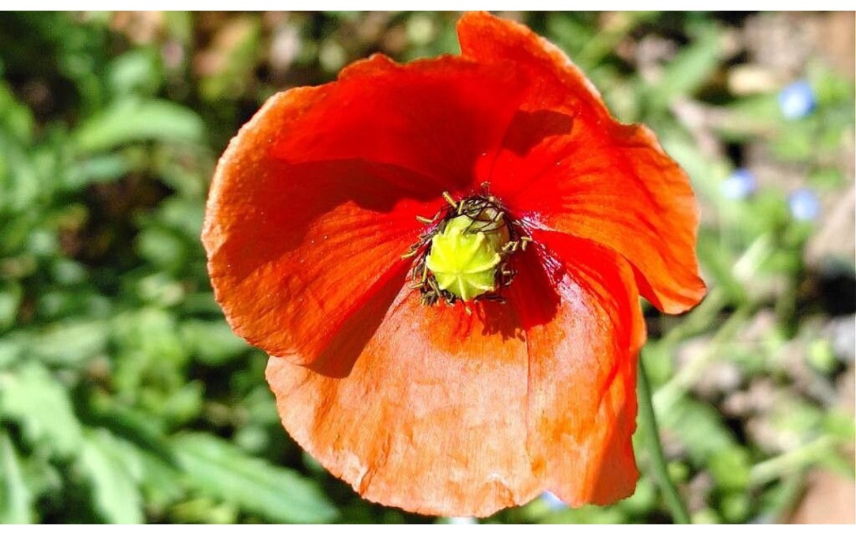Papaver dubium L. conocida como Amapola oblonga