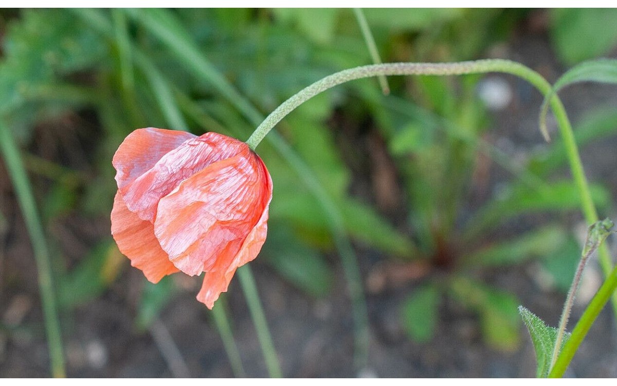 Papaver lecoqii Lamotte