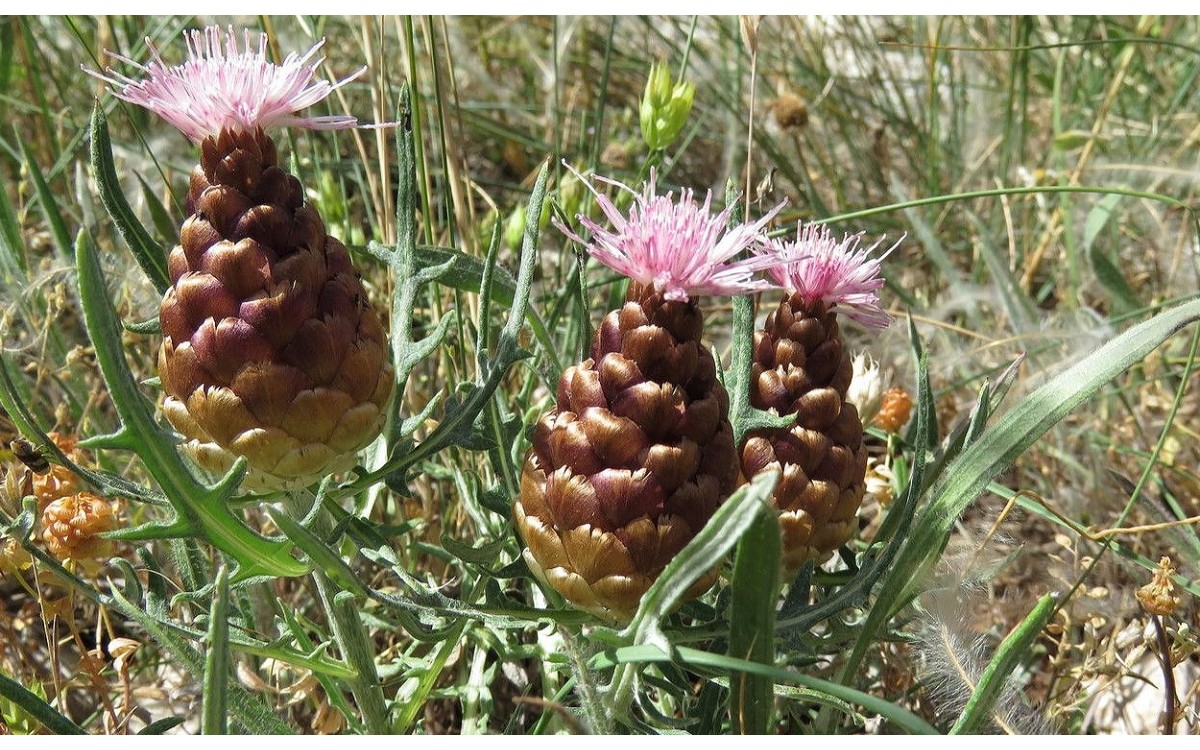 Leuzea conifera conocida popularmente como piña de San Juan, adornos de monte o cuchara de pastor