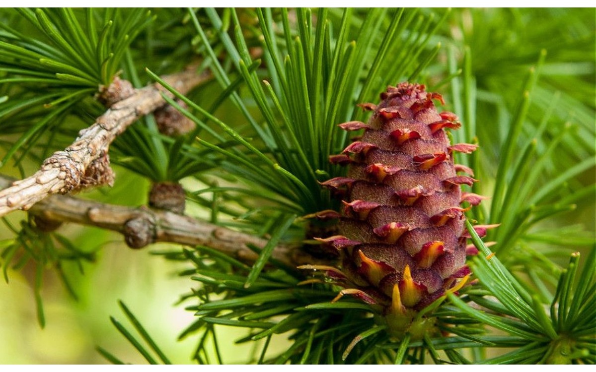 Larix decidua conocida como alerce europeo o alerce común