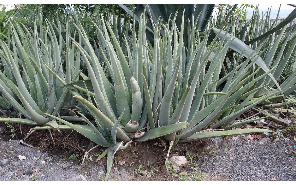 Aloe Vera