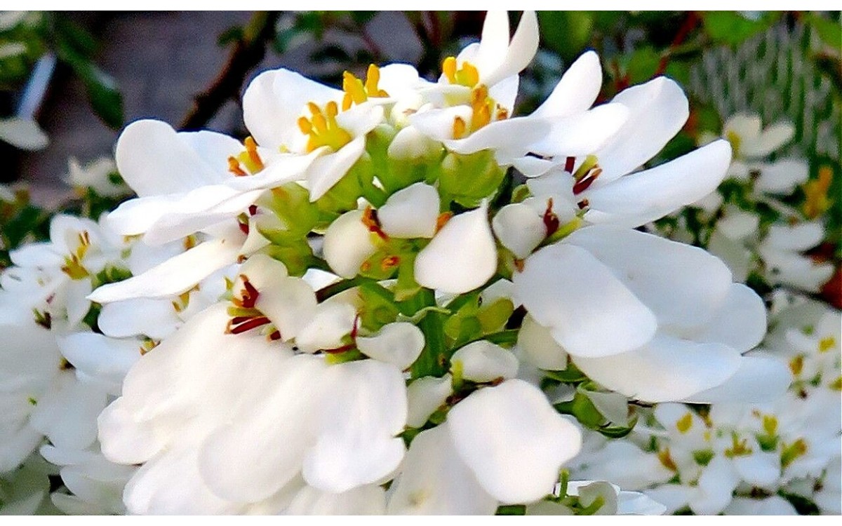 Iberis sempervirens L conocida como Carrapisque siempreverde