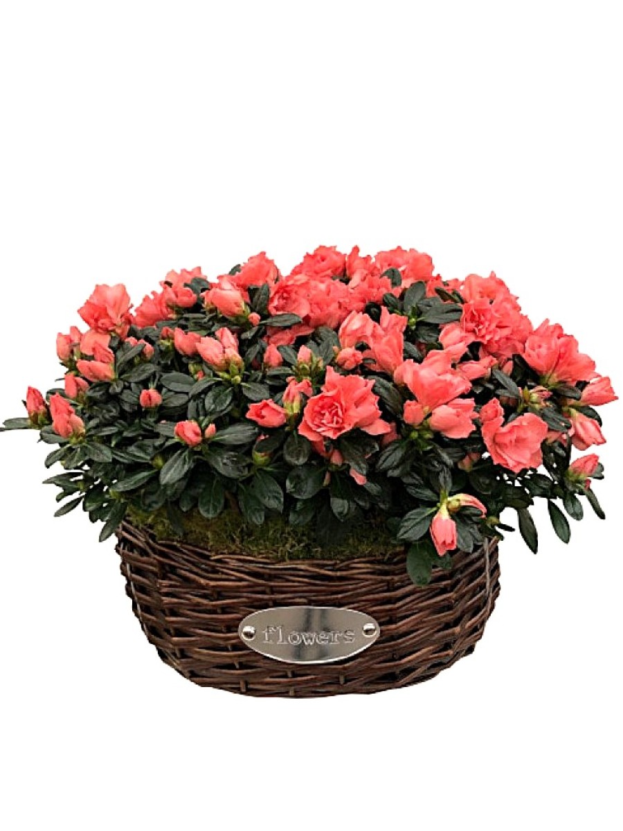 Cesta de cuatro azaleas naranjas