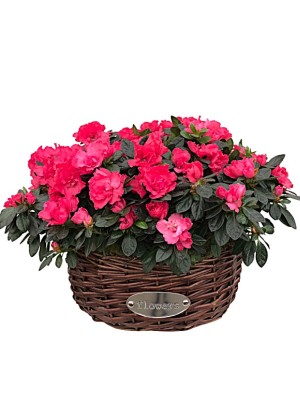 Cesta de Cuatro Azaleas Rojas Cesta de Cuatro Azaleas Rojas