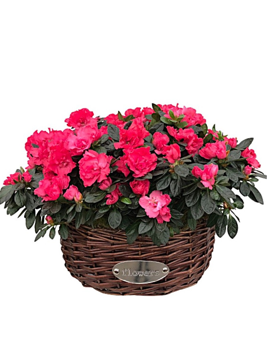 Cesta de Cuatro Azaleas Rojas