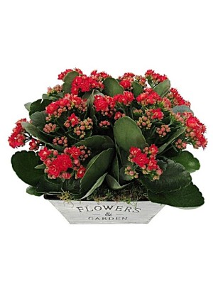 Kalanchoe cesta Kalanchoe cesta