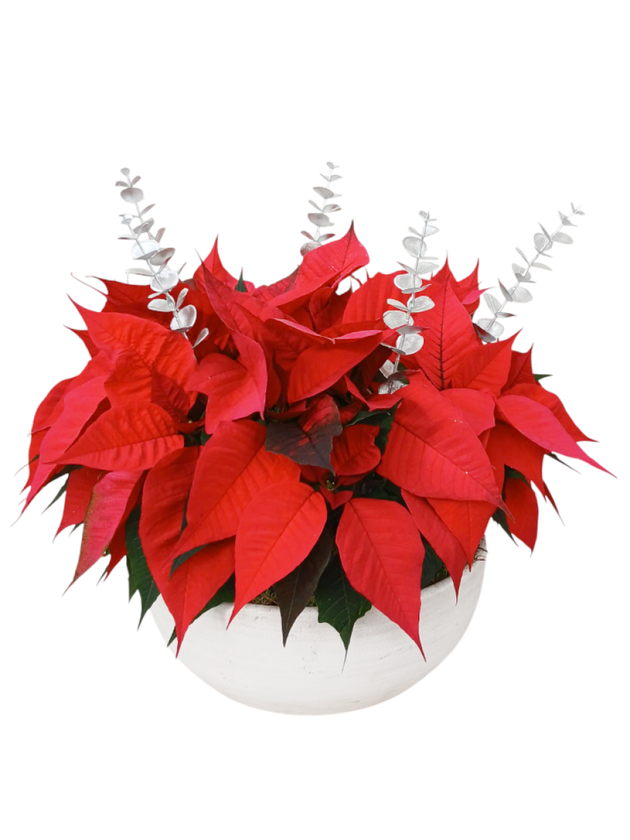 Centro de  4 flores de pascua en cerámica