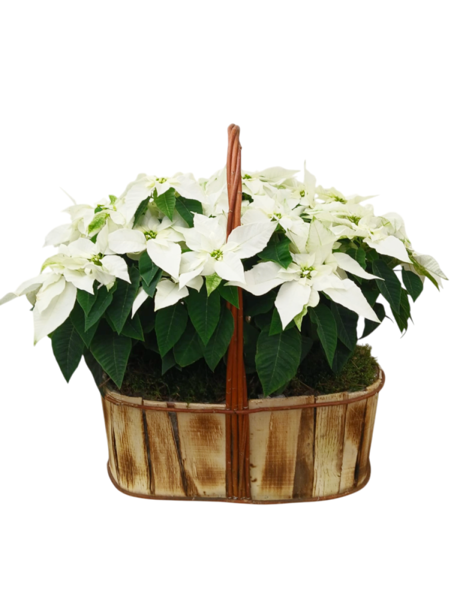 Centro de  4 poinsettias M14 blancas