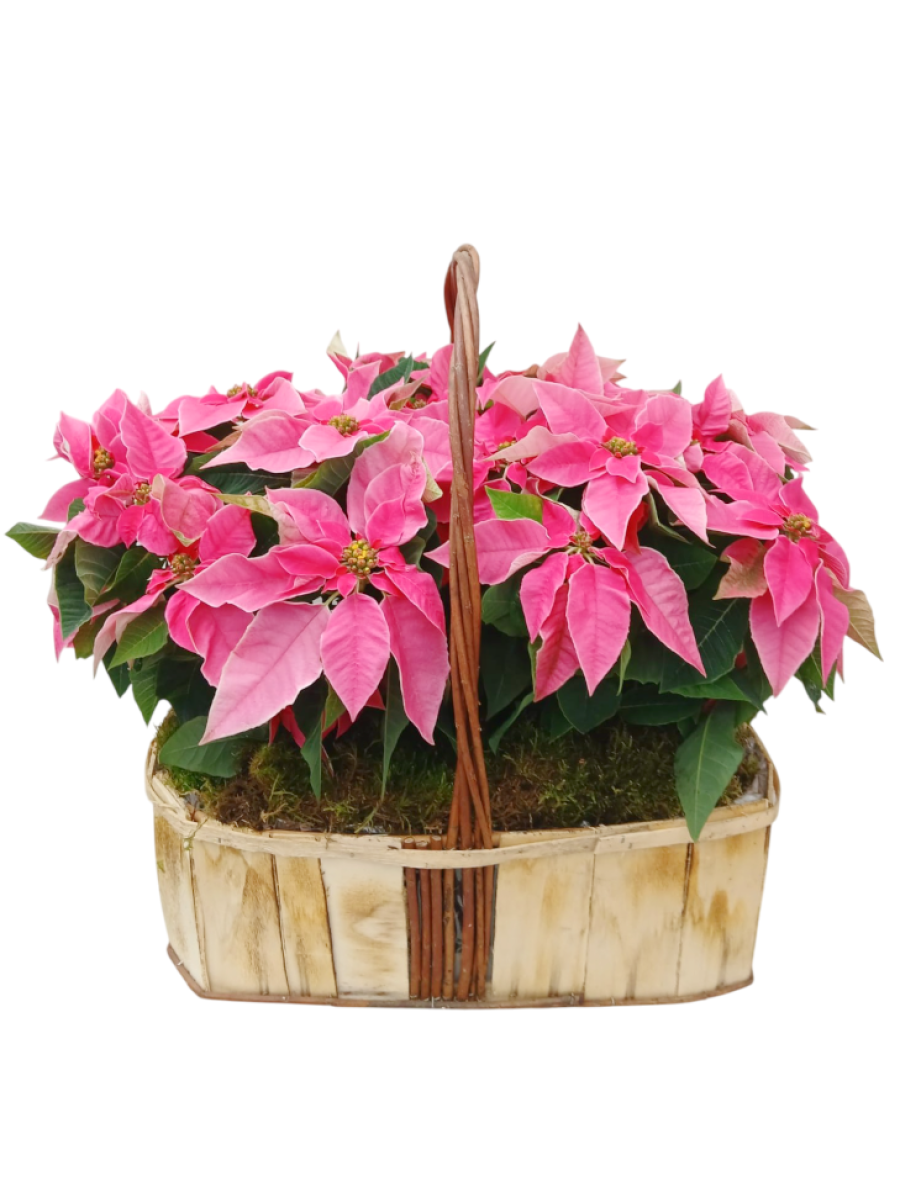 Centro de  4 poinsettias M14 pink
