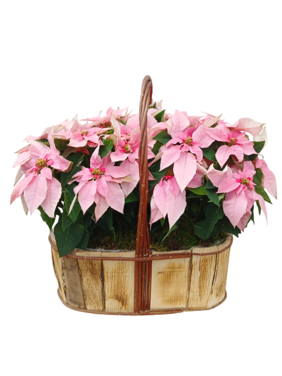 Centro de  4 poinsettias M14 rosas