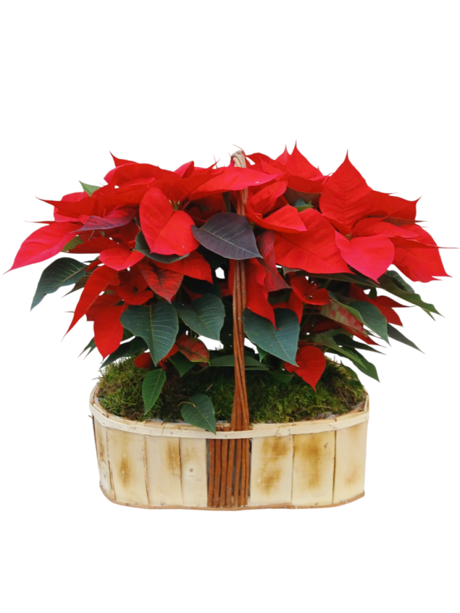 Centro de  4 poinsettias M14 rojas