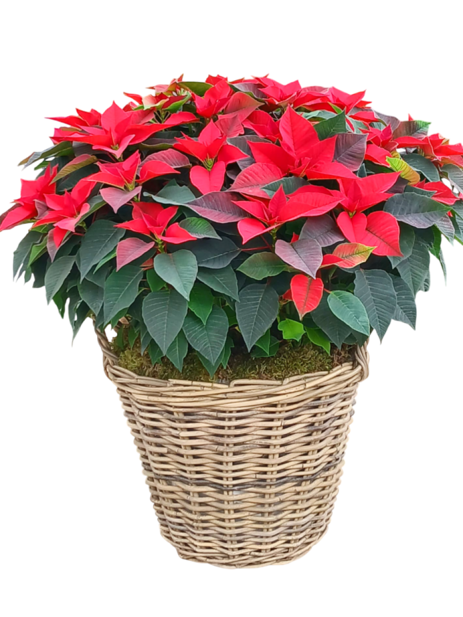 1 Cesta de   flores de pascua XXL DISPONIBLE SOLO PARA MADRID