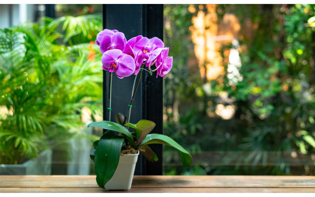Compra orquídeas para decorar tu casa en Playgarden Madrid