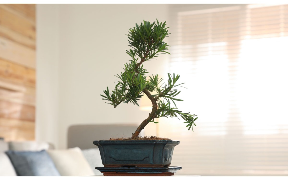 Crea un espacio zen en casa con los bonsáis de Playgarden Madrid