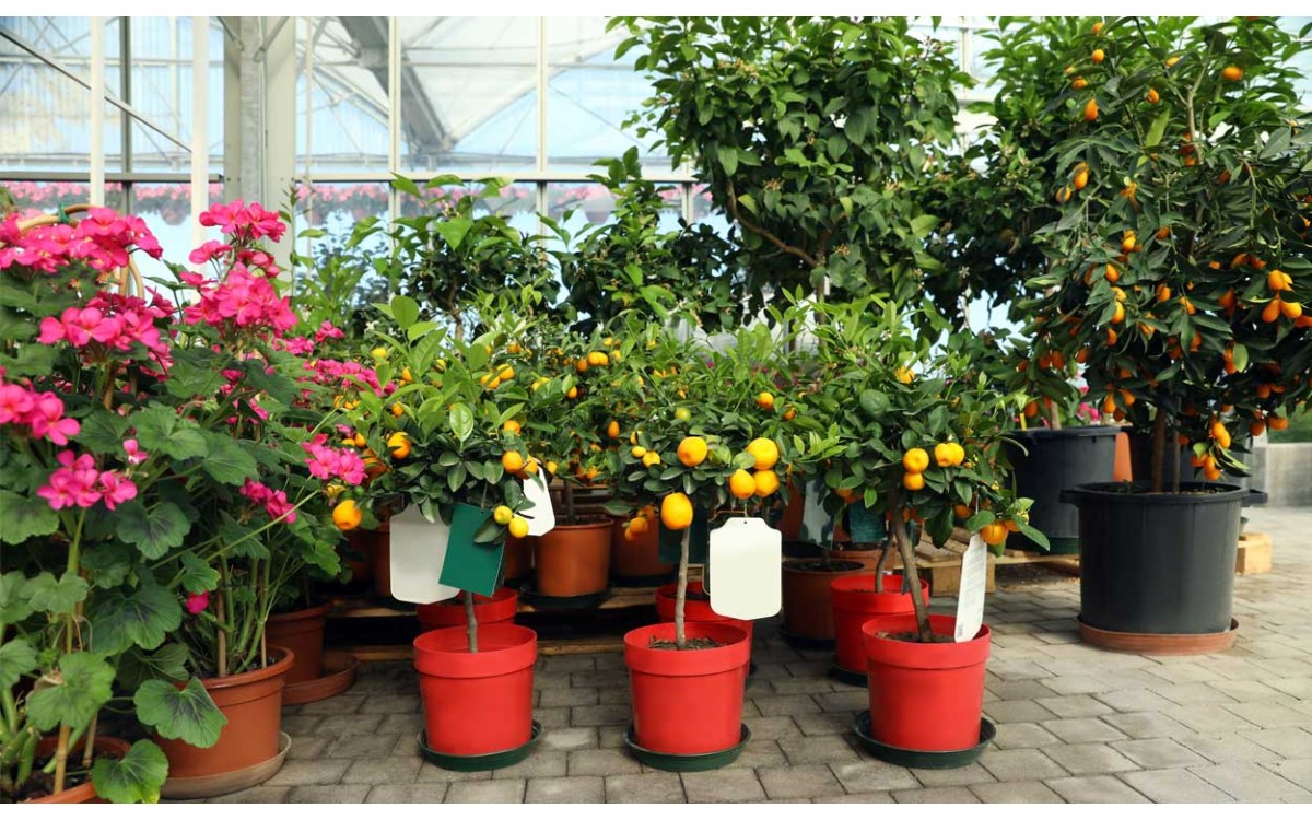 Playgarden la tienda de flores y Plantas en Madrid