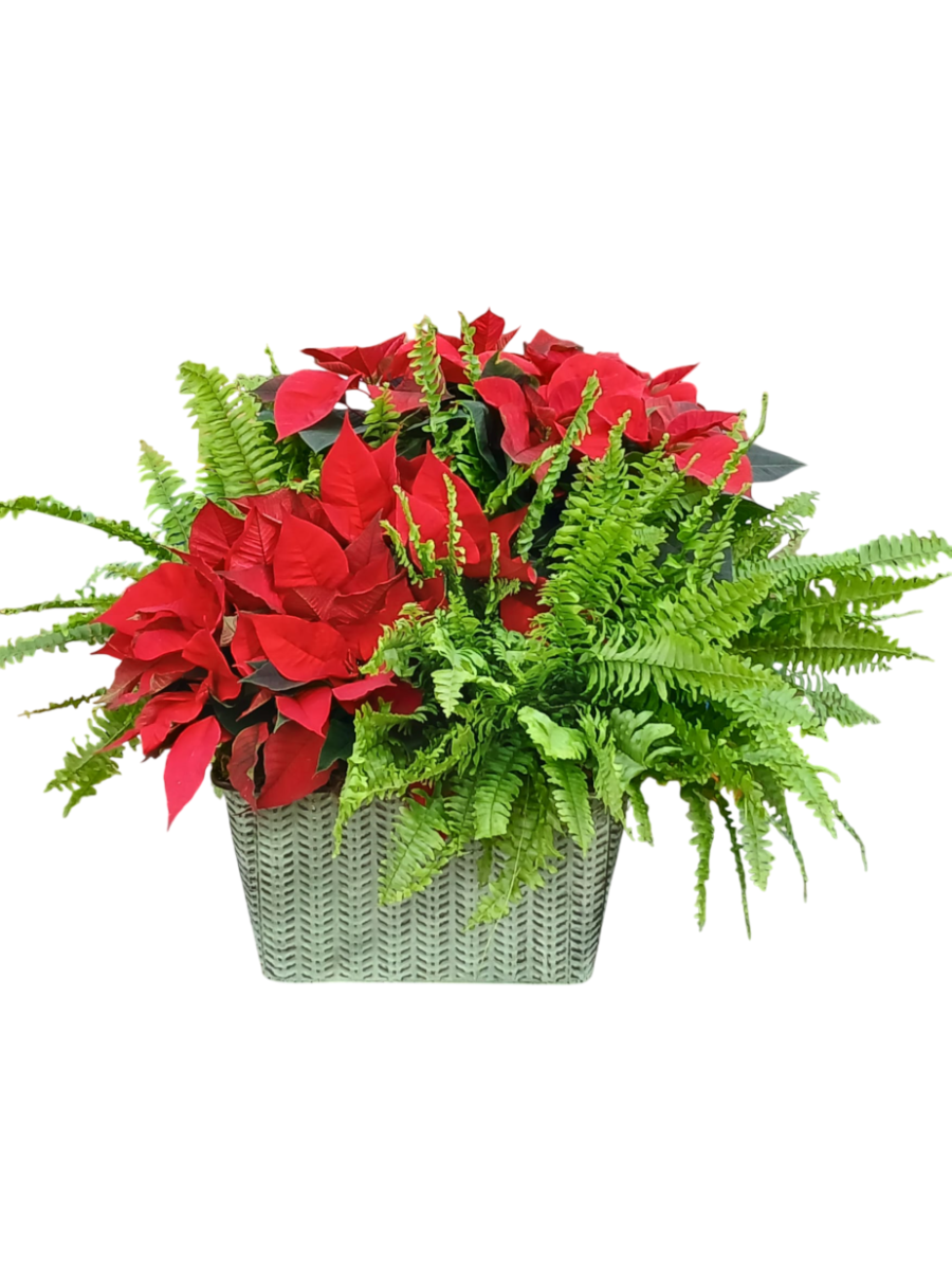 Centro de  poinsettias M14 con helechos